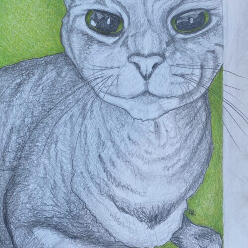 Rosie Cat | Graphite and Colored Pencil | 2024